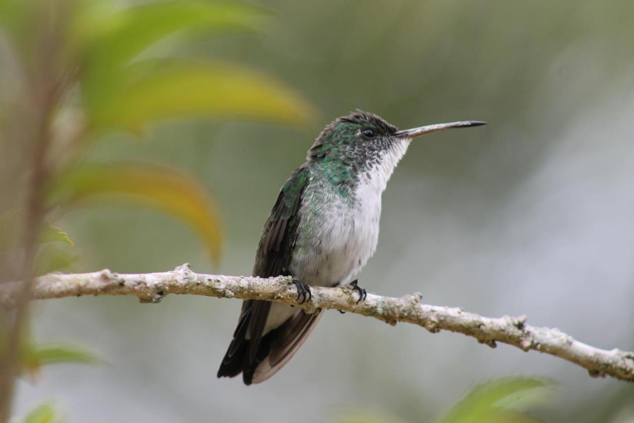 Pousada Colibri Morro de São Paulo Eksteriør bilde